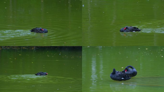 公园池塘湖面黑天鹅洗澡