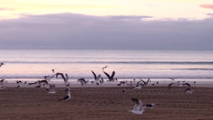 海滩上的日出，海鸥醒来，开始一天的第一次飞行，和谐的序曲，在海岸线上展开一天的美丽。