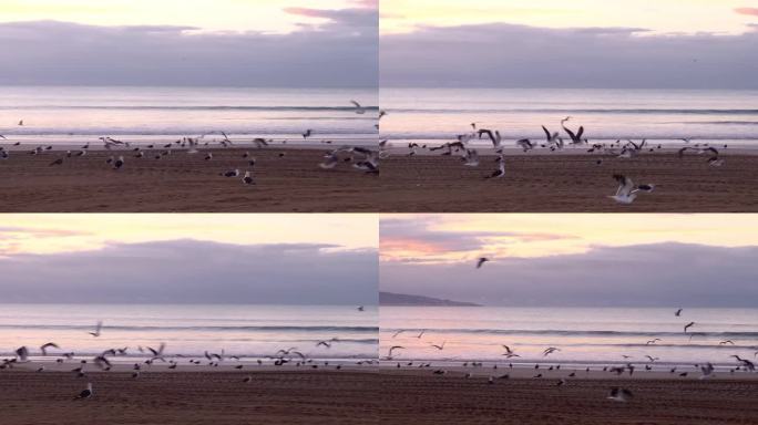 海滩上的日出，海鸥醒来，开始一天的第一次飞行，和谐的序曲，在海岸线上展开一天的美丽。