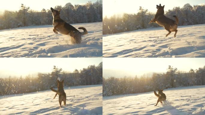 镜头光晕:年轻的牧羊犬在外面和主人玩耍时追逐雪球