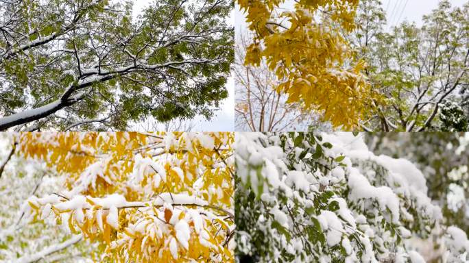 初雪 雪 大雪过后 美丽的雪景  01