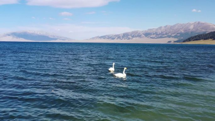 两只白天鹅在湖上觅食