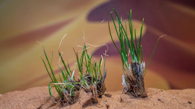 4k戈壁沙漠植物沙葱生长延时摄影