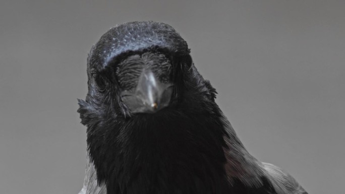 乌鸦移动头部的特写肖像。鸟类学