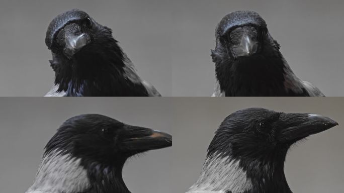 乌鸦移动头部的特写肖像。鸟类学
