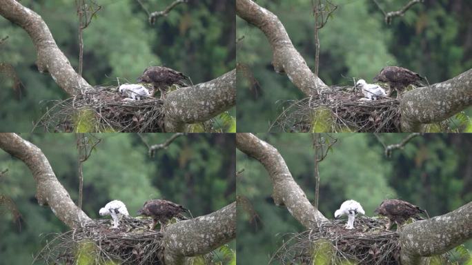 一只爪哇小鹰正在妈妈的陪伴下学习吃东西