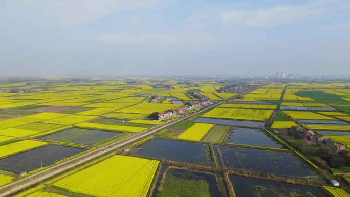 油菜花