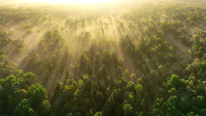 日出逆光飞越雾蒙蒙的松林森林