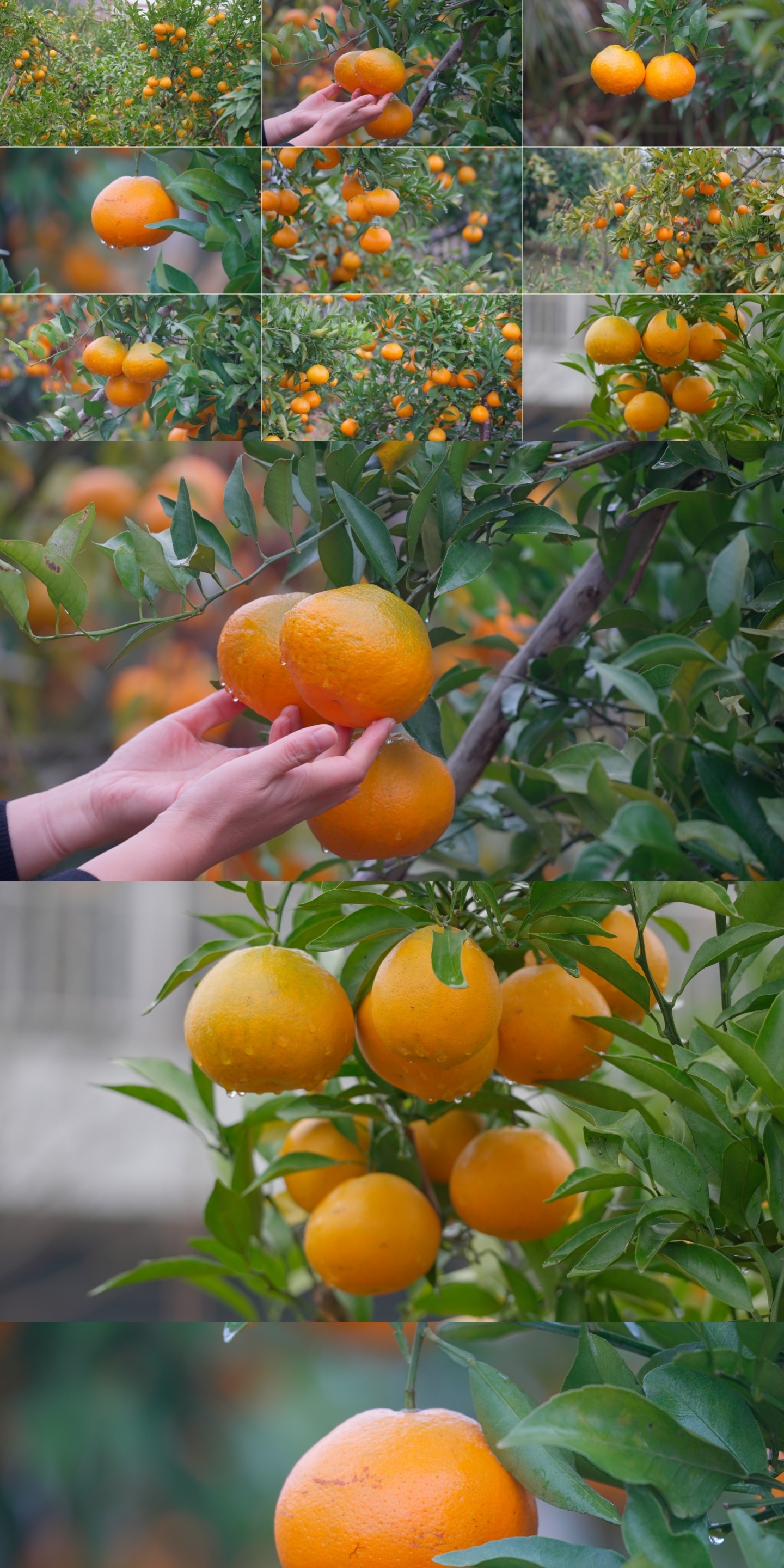 橘子树橘子成熟桔子树橙子