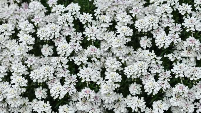 伊比利亚白花。低矮的白色花朵供花园使用。花的地毯。