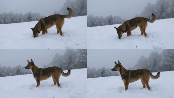 可爱的狗狗嗅了嗅刚下的雪，鼻子上沾着雪
