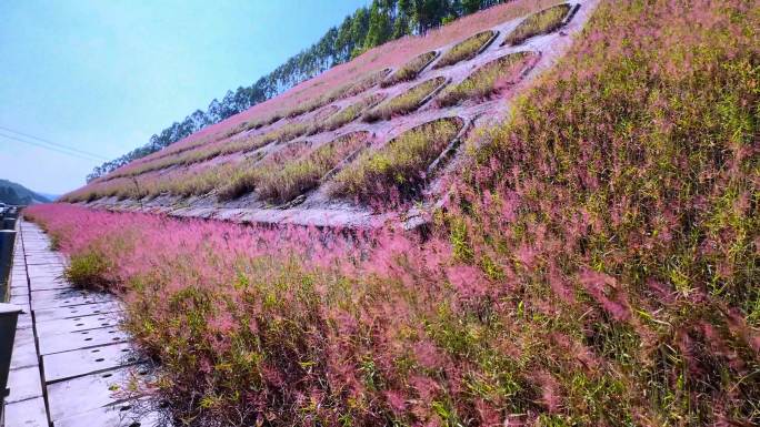 高速公路护边坡种植的紫爱草