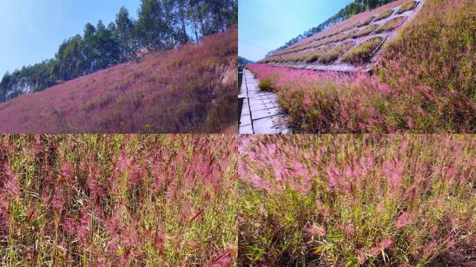 高速公路护边坡种植的紫爱草