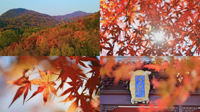 南京秋天栖霞山栖霞寺枫叶2