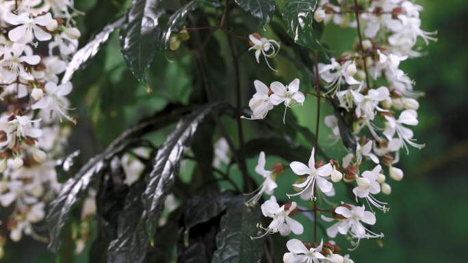 唯美垂丝茉莉花开