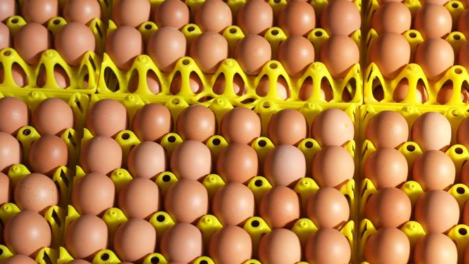 种鸡场摆放整齐的鲜鸡蛋 种蛋