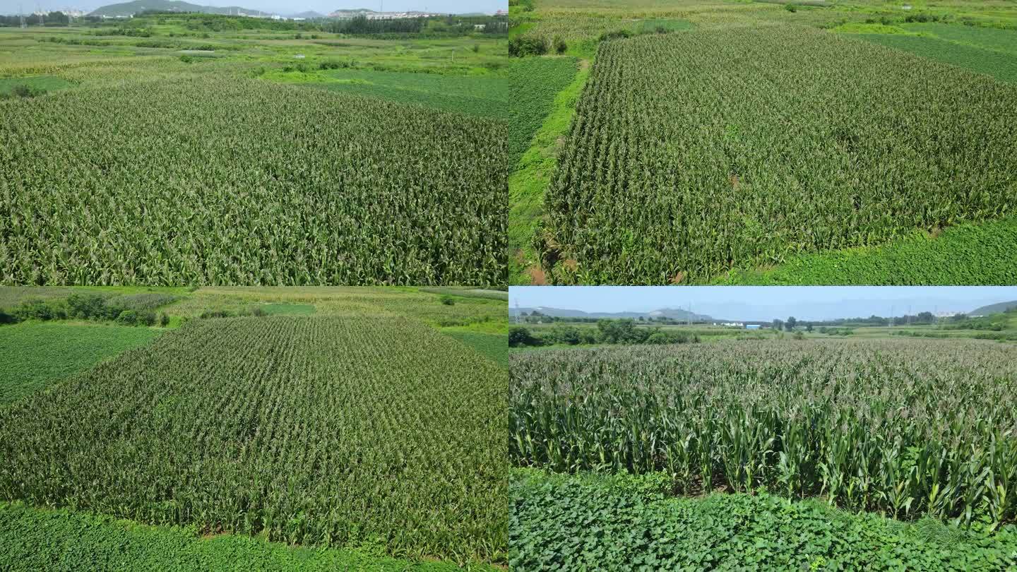 航拍玉米地 基本农田 绿色种植 农业