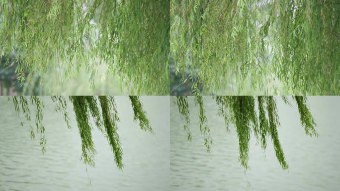湖边飘拂的柳树