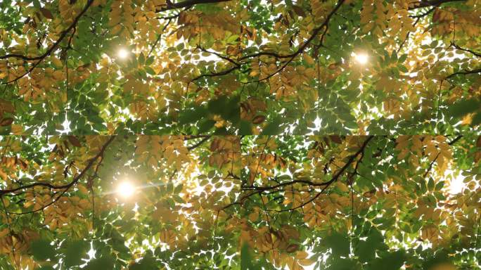 秋日暖陽透過樹葉縫隙照在大地