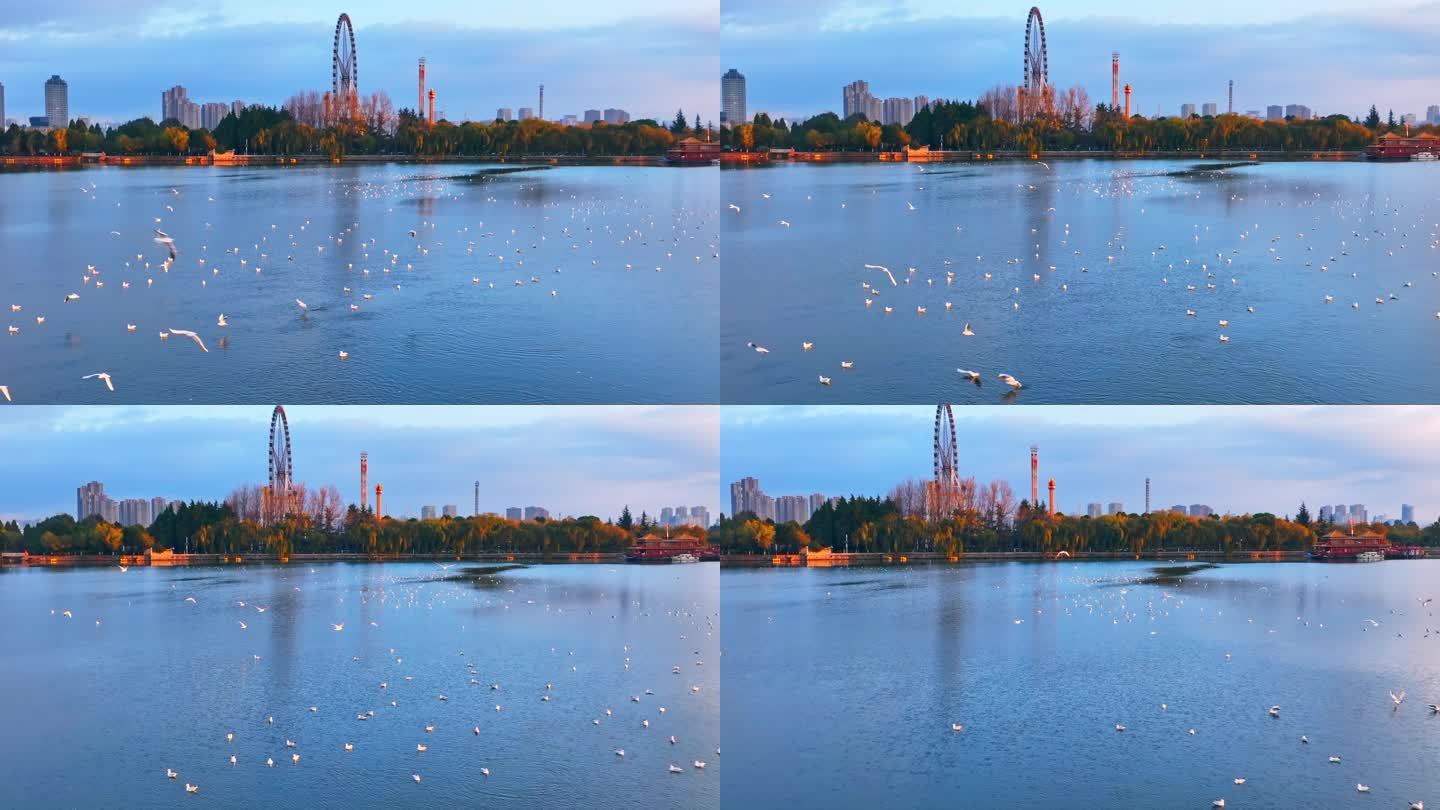 昆明城市日出时草海湿地湖面上的海鸥