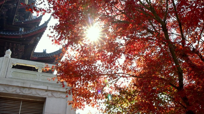 苏州重元寺古风建筑旁色彩鲜艳的唯美枫叶