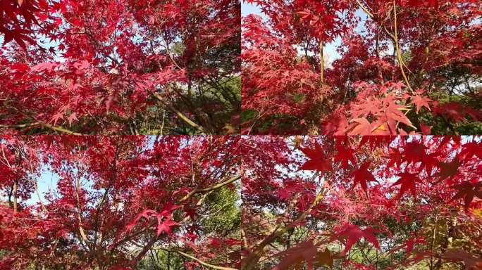 深秋红叶 穿过红枫