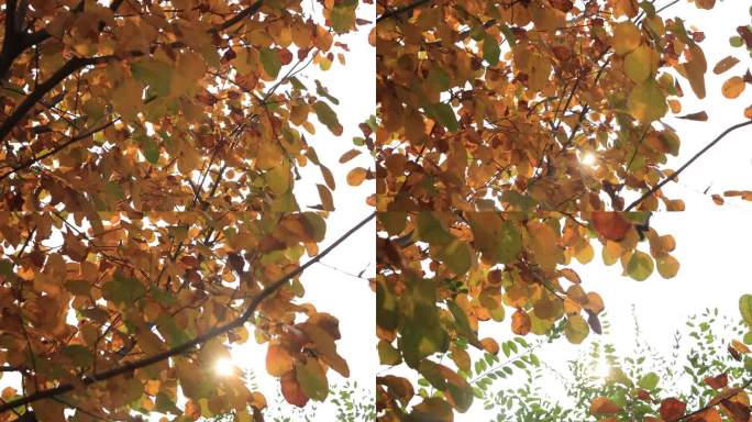 秋季的黃色樹葉
