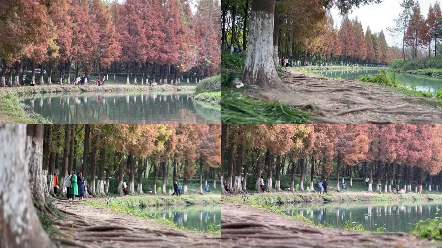 秋色彩林金秋初冬河道 美景赏秋秋日氛围