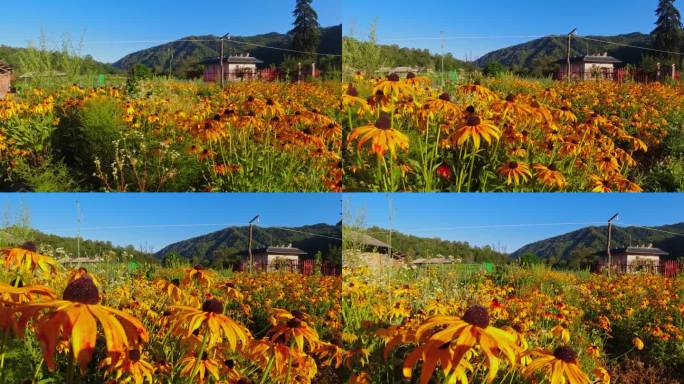 田园风光黑心金光菊