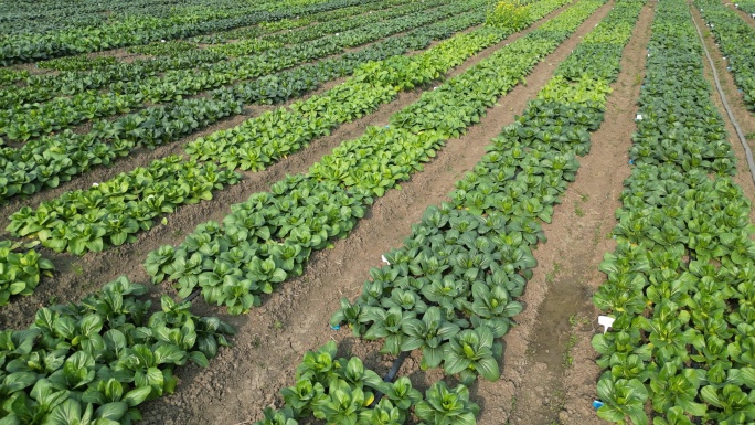 农业种植基地 菜地