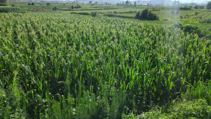 航拍玉米地干旱 生态农业 自然灾害 干旱
