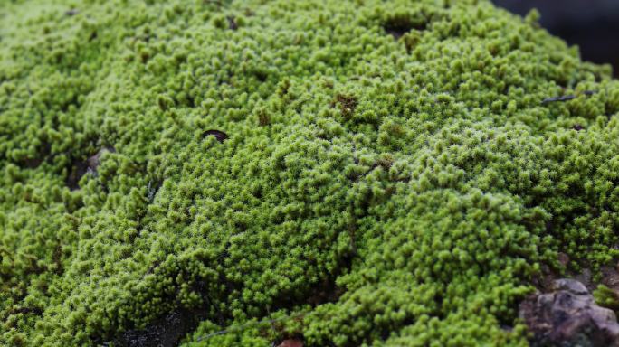 大自然生态土壤环境苔藓特写空镜