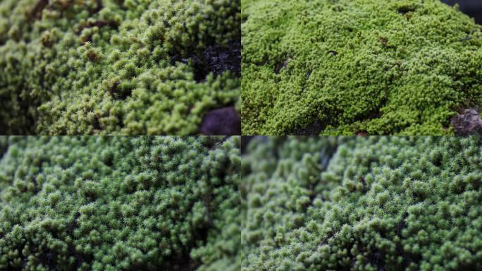 大自然生态土壤环境苔藓特写空镜