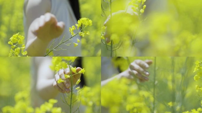 油菜花 油菜花里奔跑 女孩奔跑背影 快乐