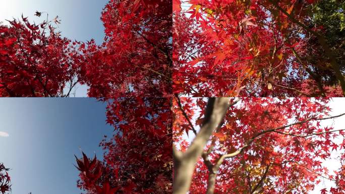 秋天红枫 秋日 深秋红叶 红叶 红色枫叶