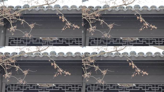⚝4K横屏⚝仿古建筑屋檐雪景树枝前景