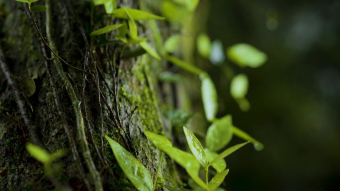 树干 绿色 大自然  植物 树叶 森林