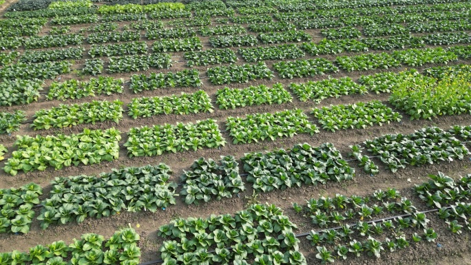 农业种植基地 菜地