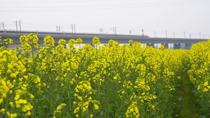 春天田野盛开的油菜花航拍