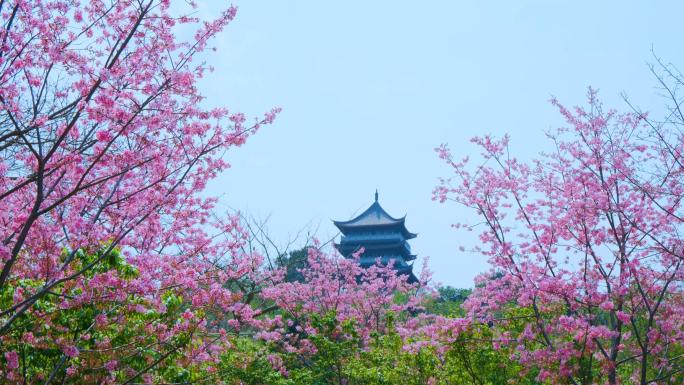 粉红色樱花中式园林庭院古建筑