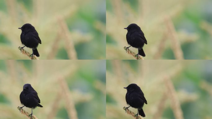一只可爱的黑色小鸟站在玉米天樱上