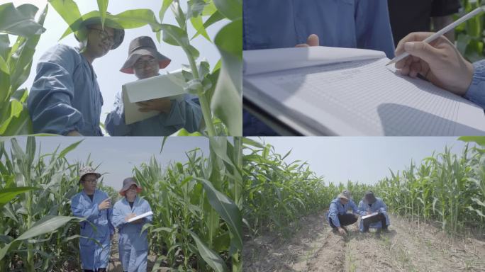 技术员在玉米地里交流 农民签字
