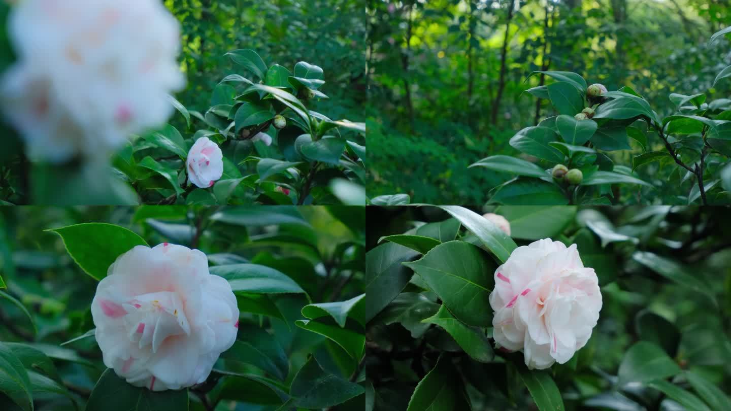 花园山茶花春暖花开