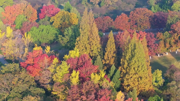 南京明孝陵秋天