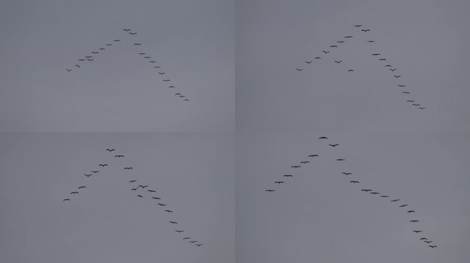 灰鹤在空中排队飞行