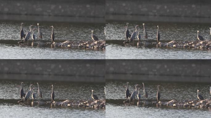 一群苍鹭站在湖中的浅滩上