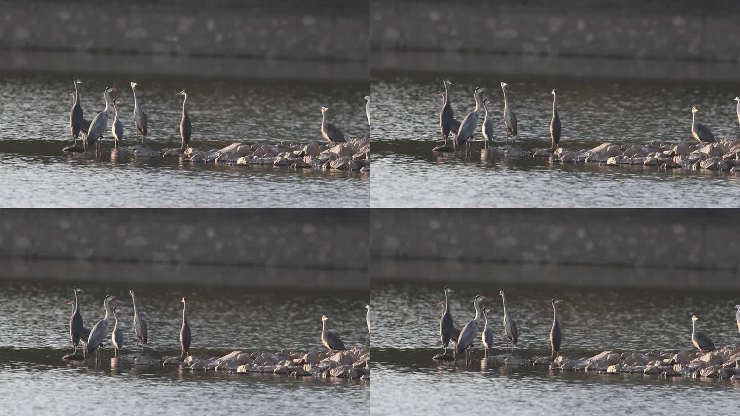 一群苍鹭站在湖中的浅滩上