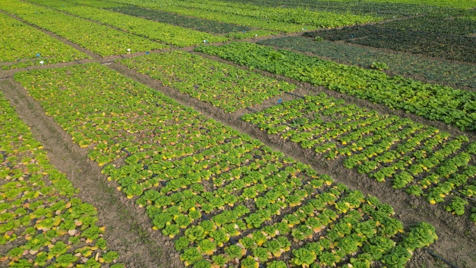 农业种植基地 菜地