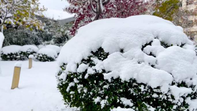 初雪 雪 大雪过后 美丽的雪景  05