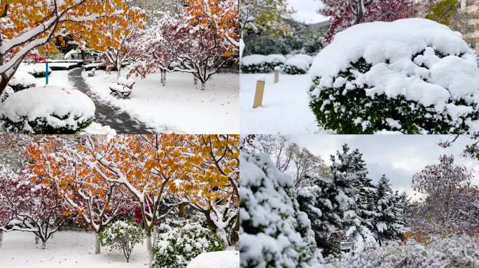 初雪 雪 大雪过后 美丽的雪景  05